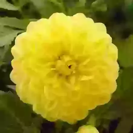 Glorie van Heemstede